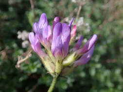 Image of Astragalus danicus Retz.