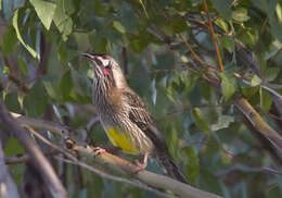 Image of Red Wattlebird