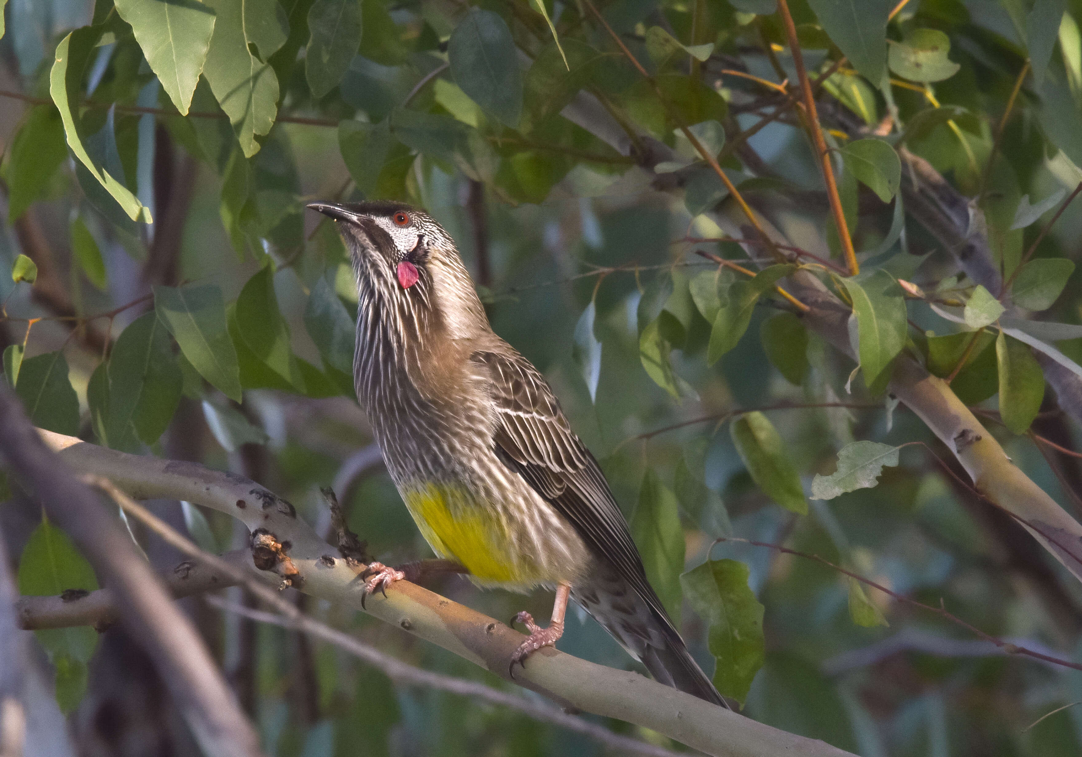 Image of Red Wattlebird