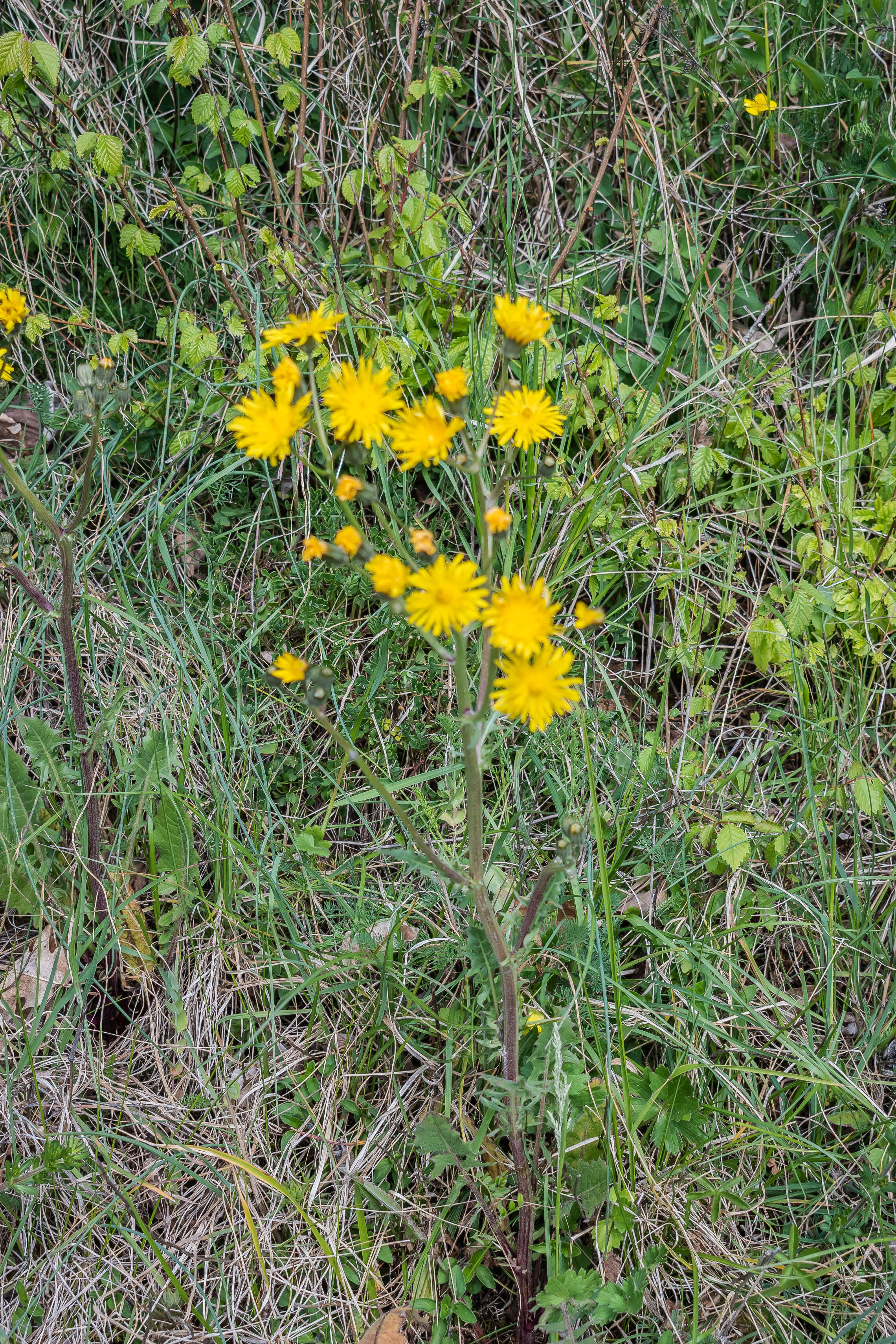 Plancia ëd Crepis vesicaria subsp. taraxacifolia (Thuill.) Thell.