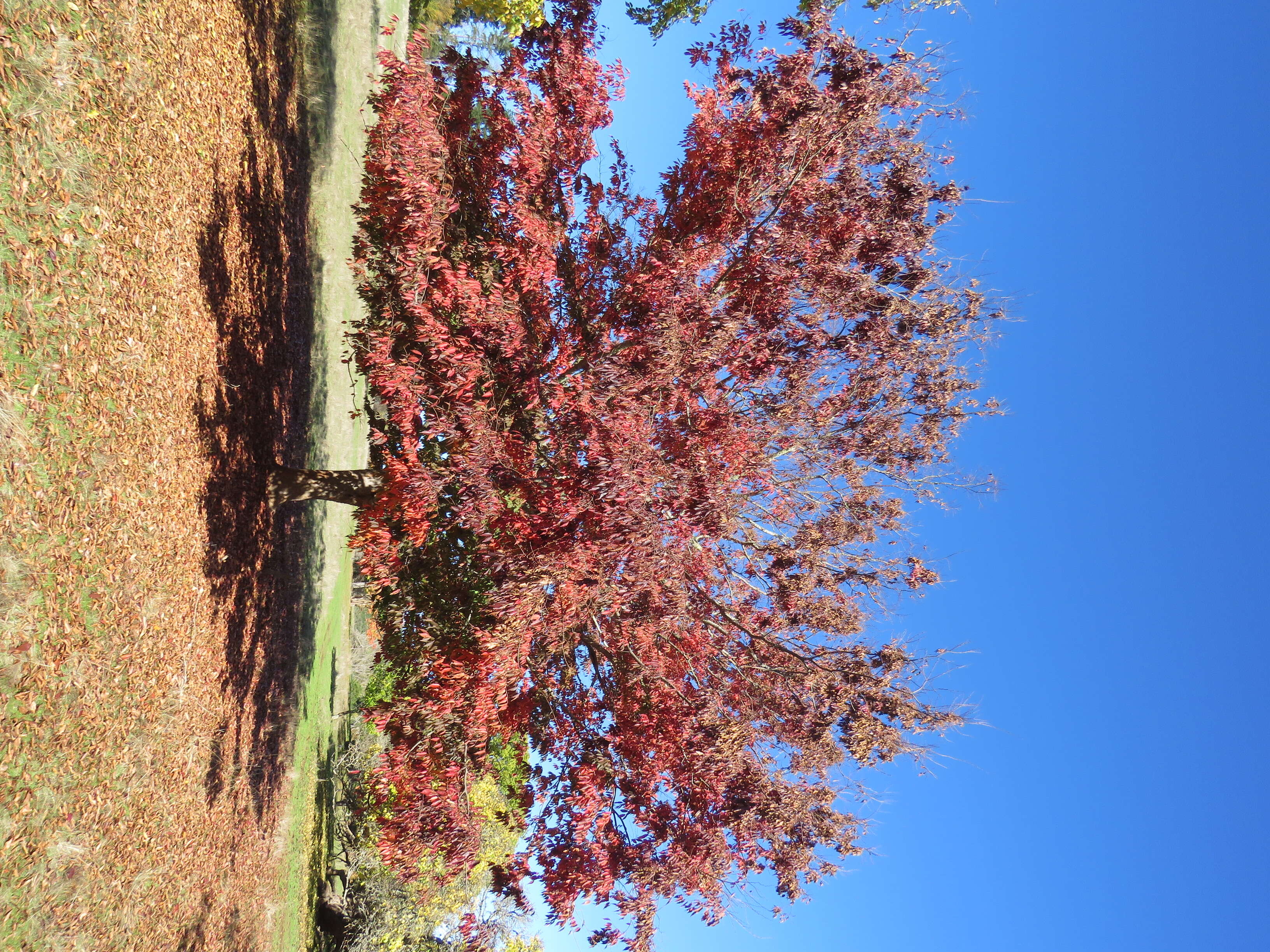 Image de Zelkova serrata (Thunb.) Makino