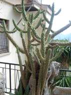 Image of cane cactus