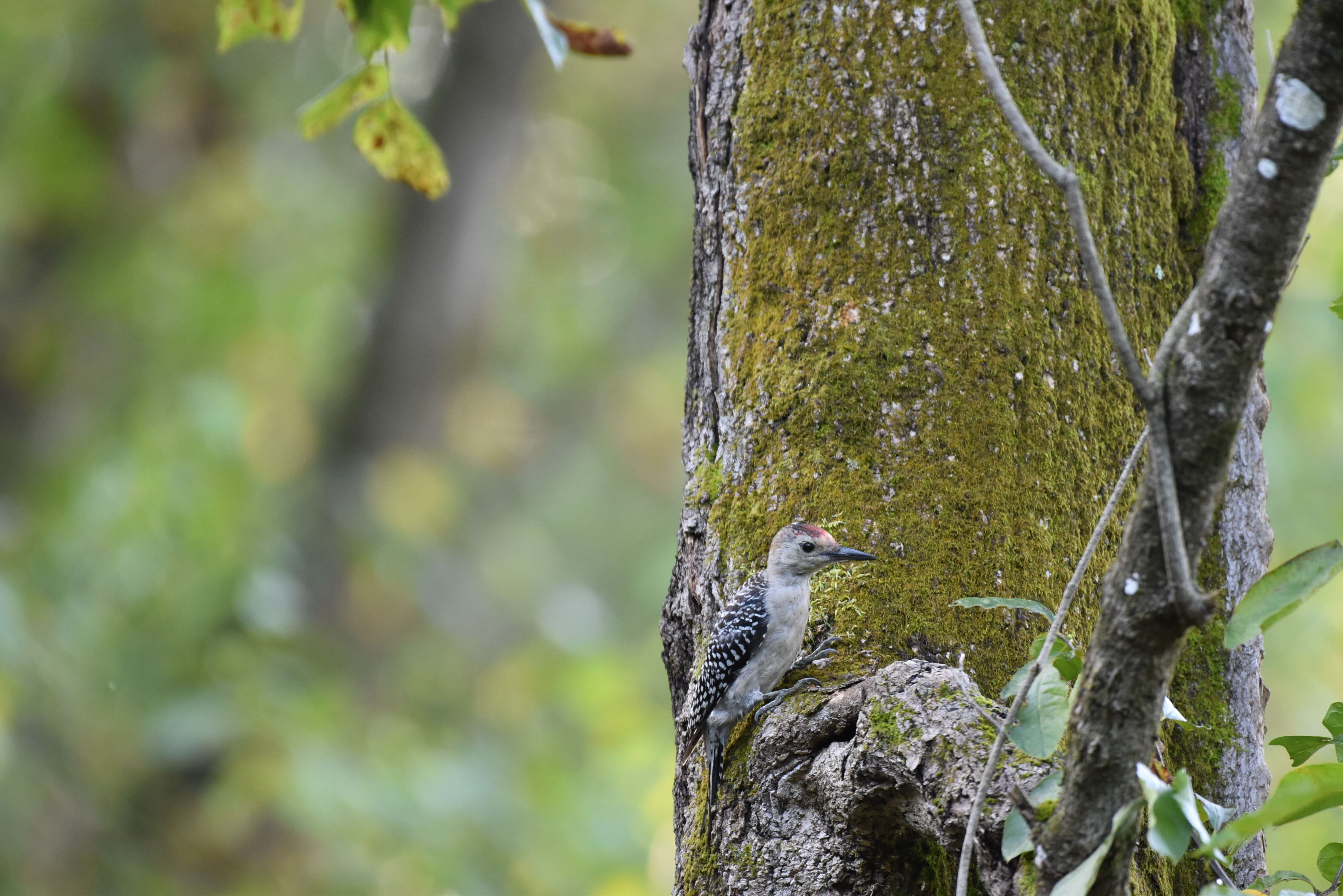 Image of Red-bellied Woodpecker