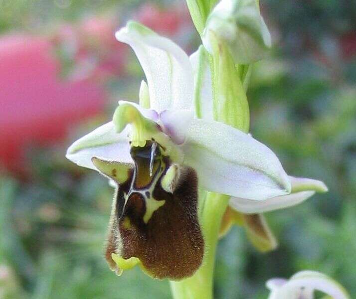 Image of Ophrys holosericea