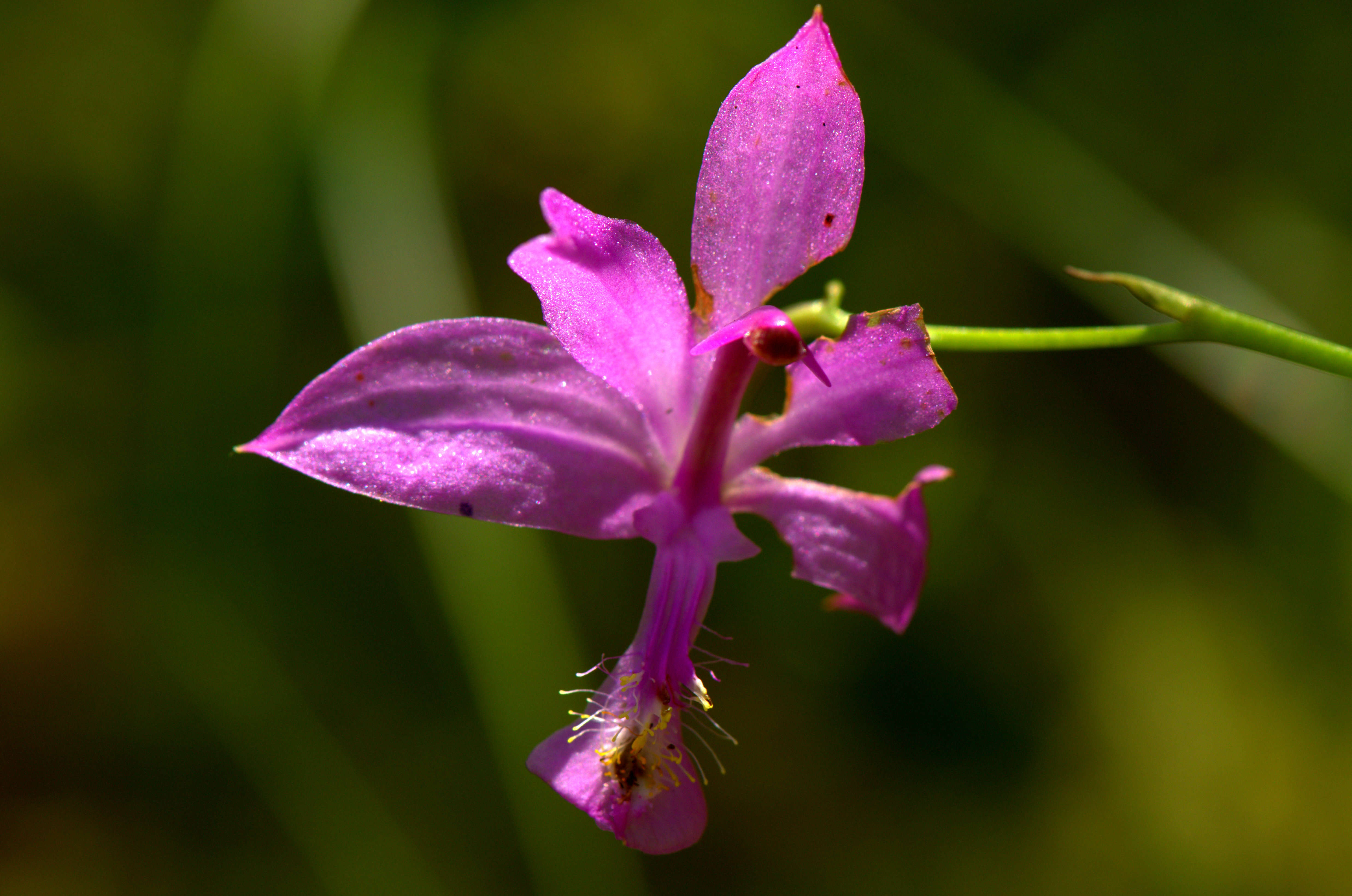 Image of tuberous grasspink