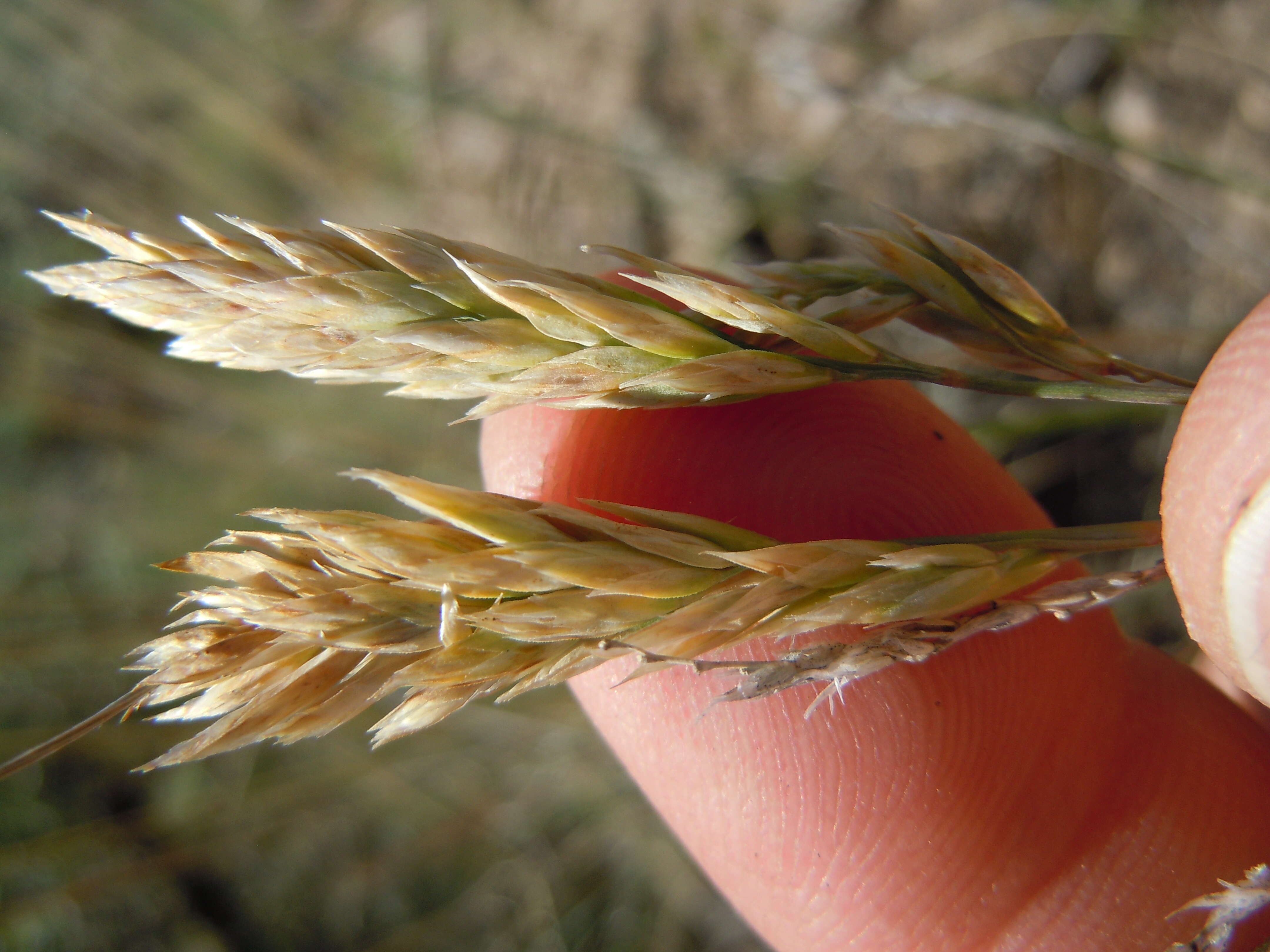 Image de Poa fendleriana (Steud.) Vasey