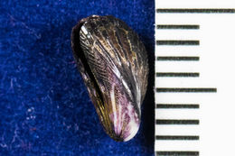 Image of <i>Septifer bifurcatus</i>