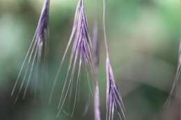 Imagem de Bromus sterilis L.