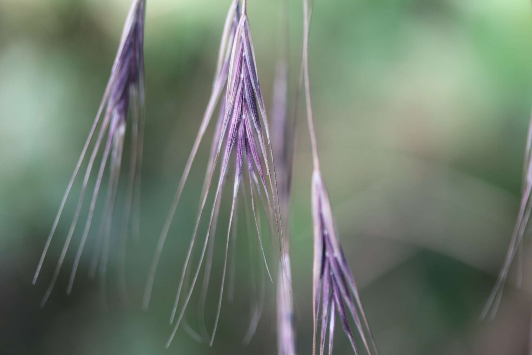 Imagem de Bromus sterilis L.