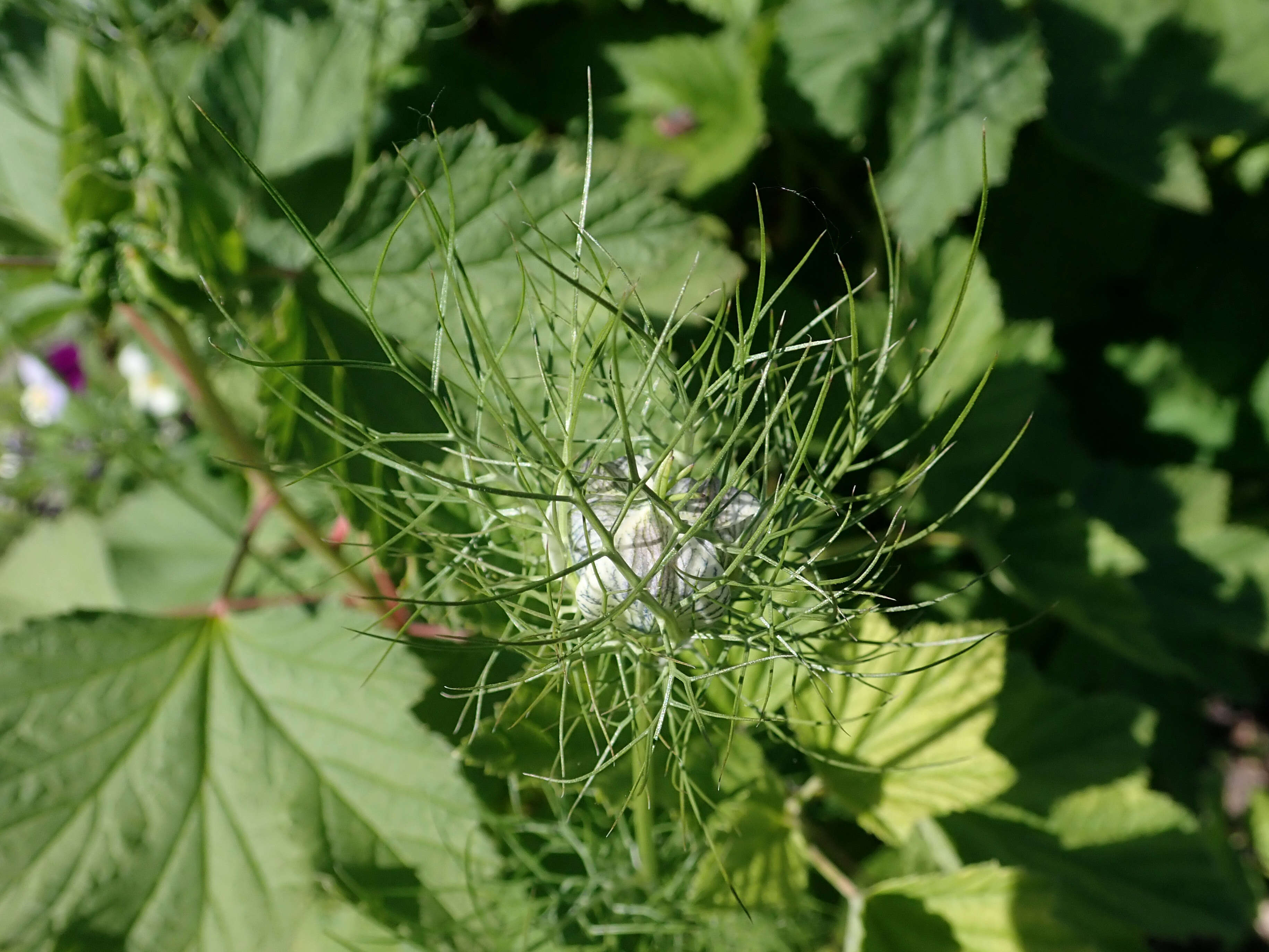 Image of devil in the bush