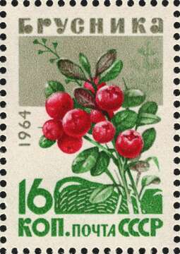 Image of lingonberry