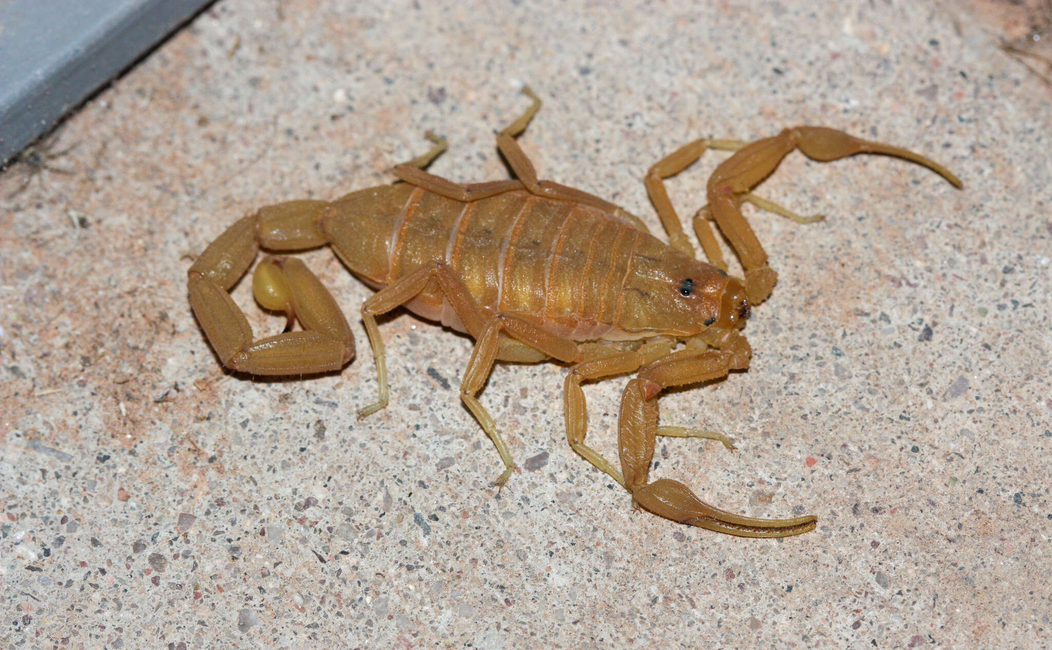 Image of Arizona Bark Scorpion