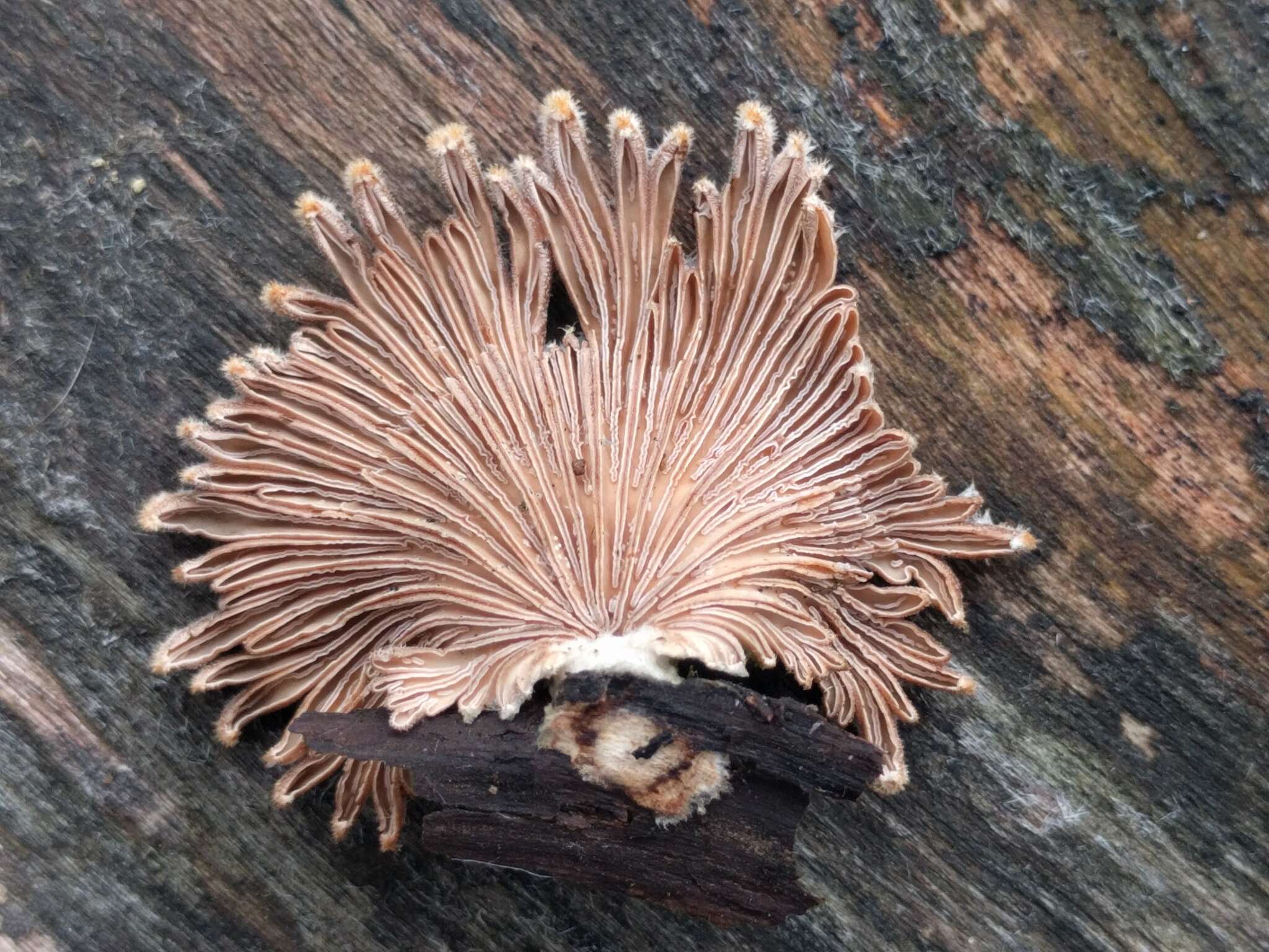 Image of Schizophyllum