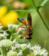 Image of Great Golden Digger Wasp