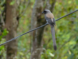 Image of Grey Treepie