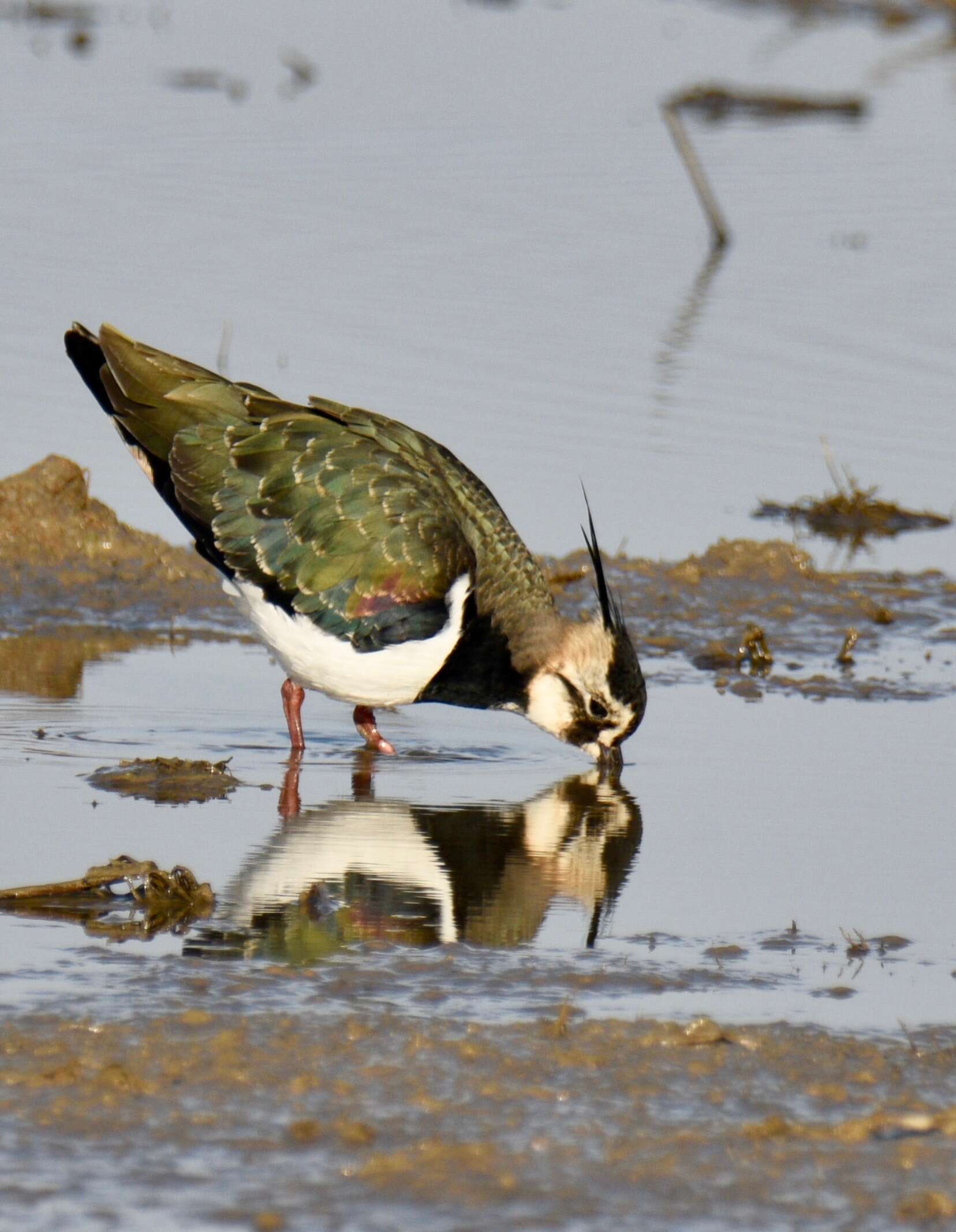 Image of Lapwing