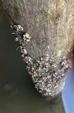 Image of Striped barnacle