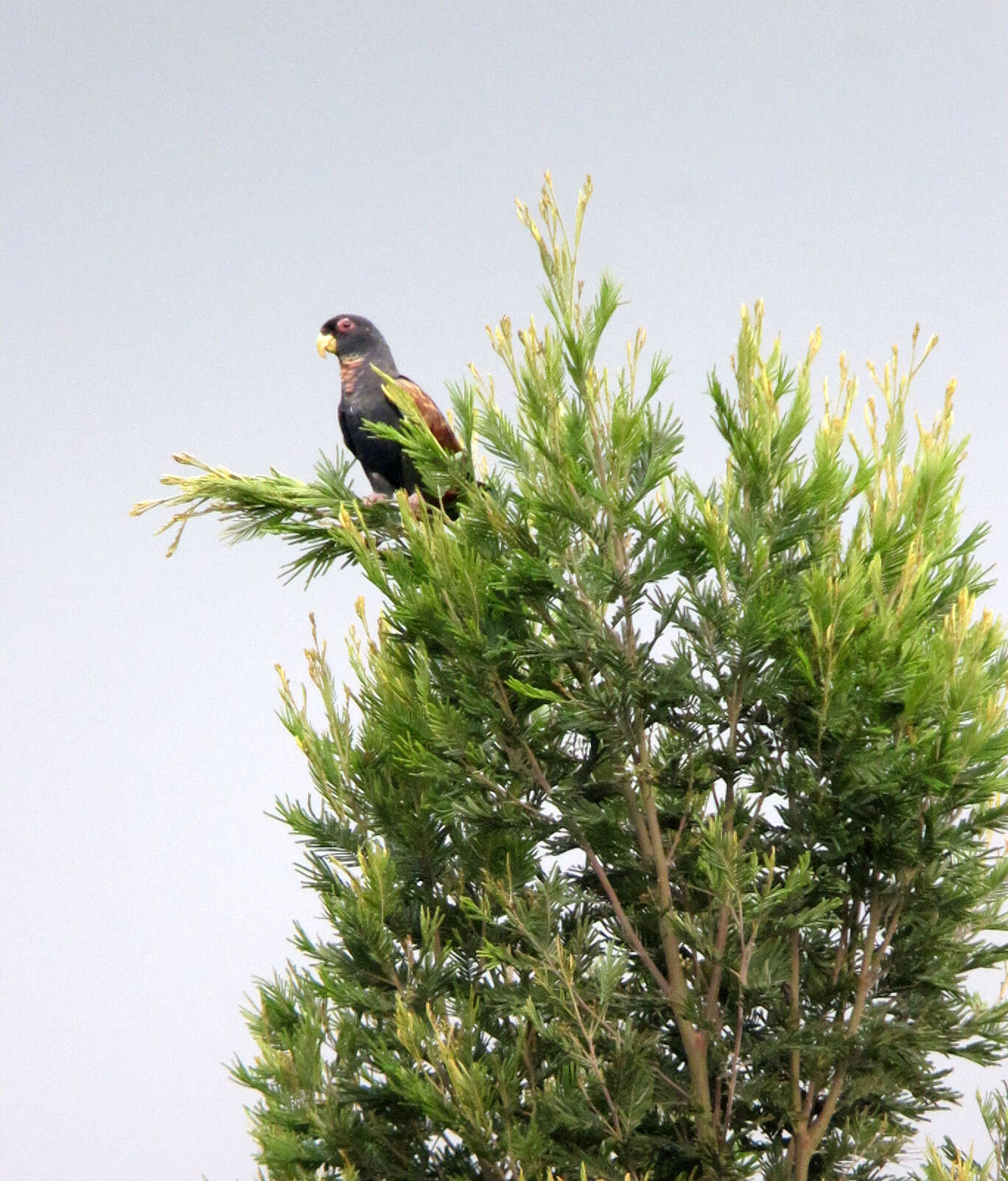 Image of Bronze-winged Parrot