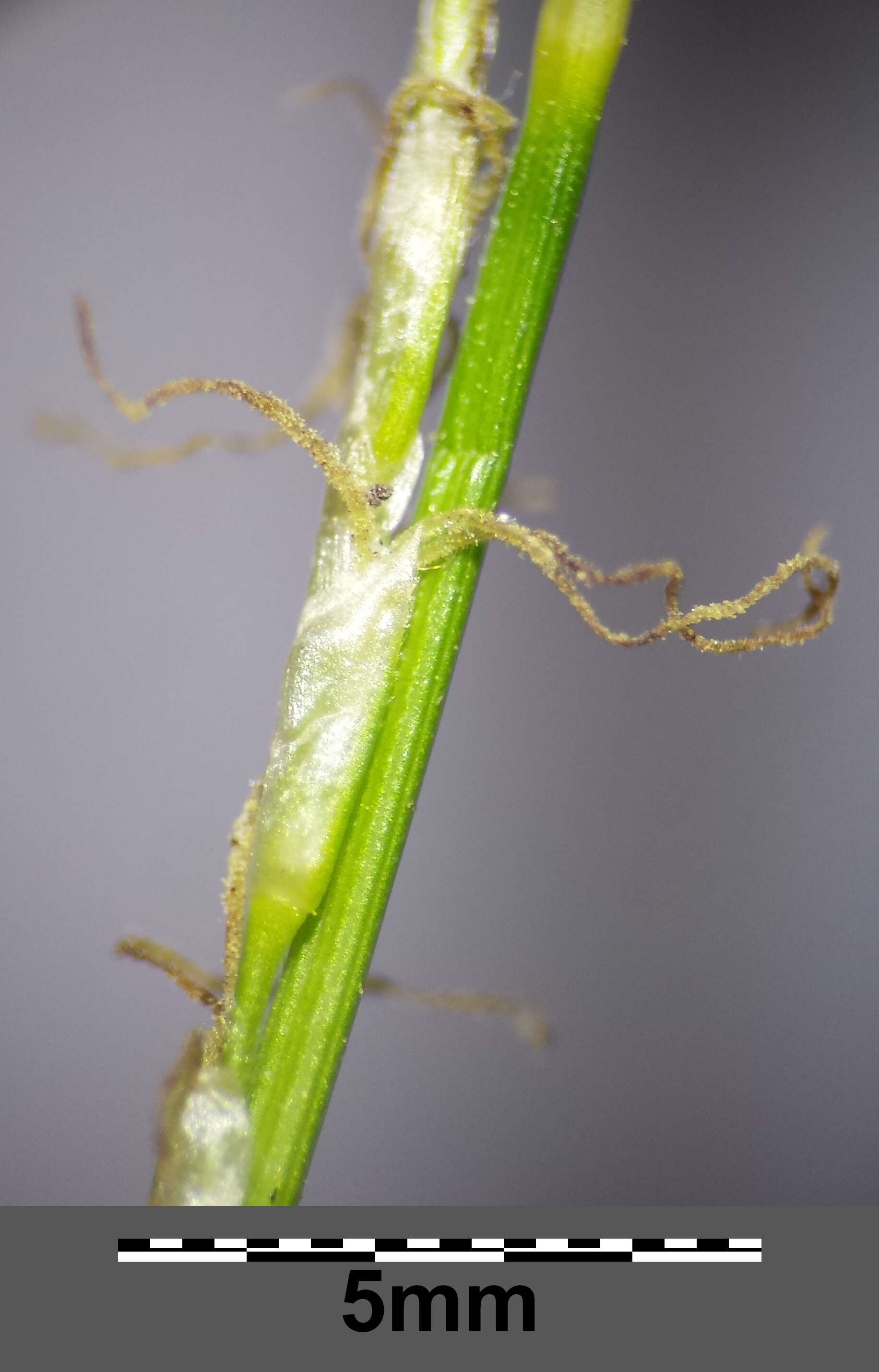 Image de Carex alba Scop.