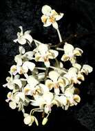 Image of Phalaenopsis celebensis H. R. Sweet