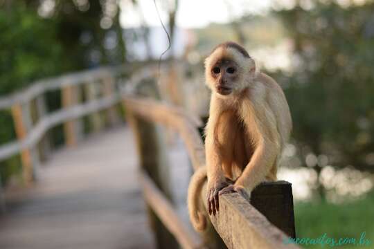 Image of Spix's white-fronted capuchin