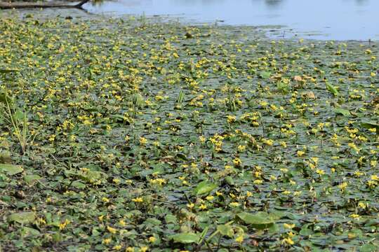 Image of yellow floatingheart