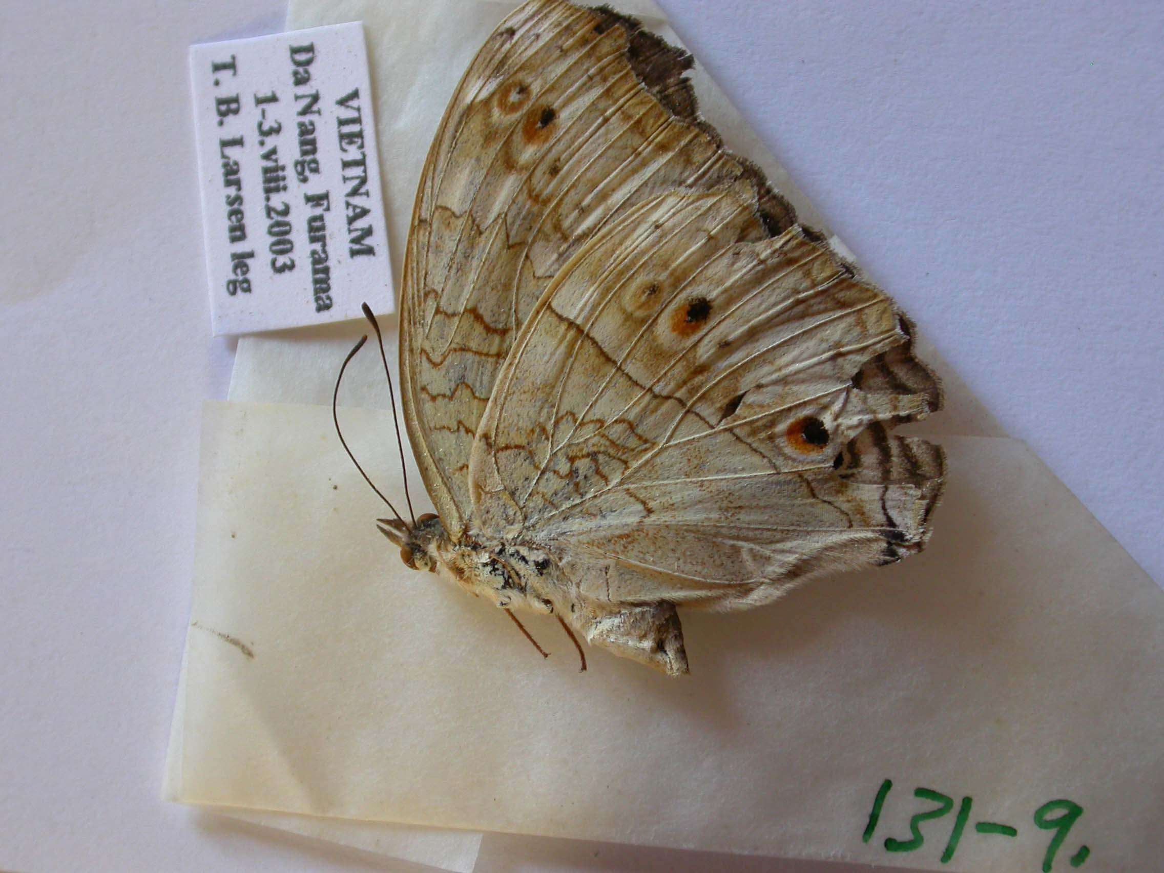 Plancia ëd Junonia atlites Linnaeus 1763