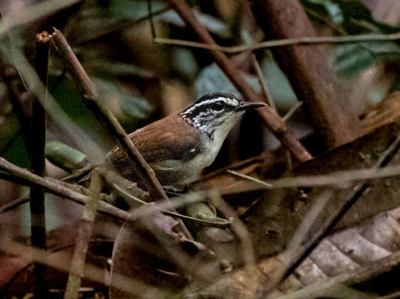 Image of White-breasted Wood Wren