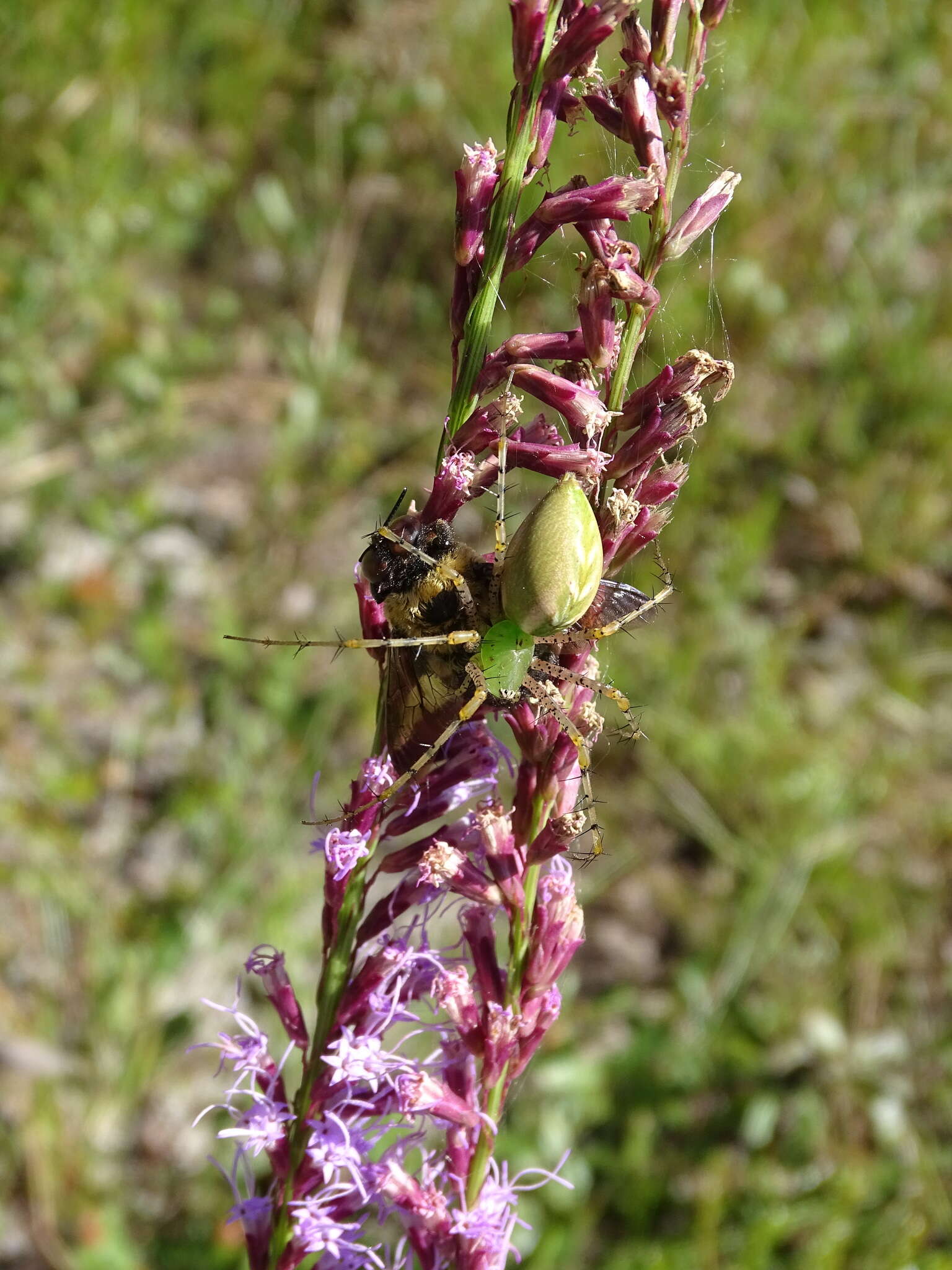 Image of Peucetia