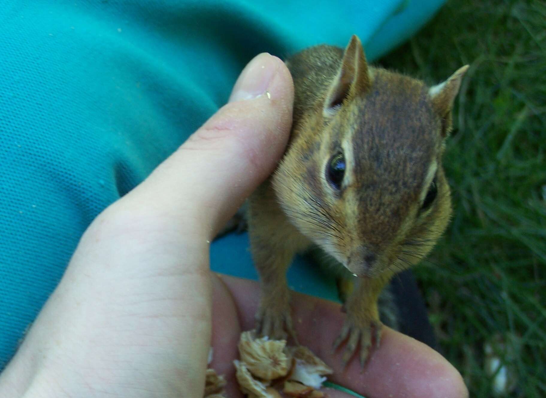 Image of Siberian Chipmunk