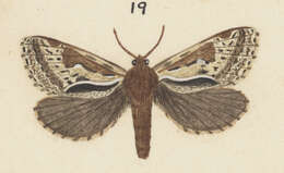 Image of Dioxycanus oreas Hudson 1920