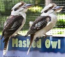 Image of Kookaburra