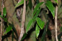 Image of Petermanniaceae