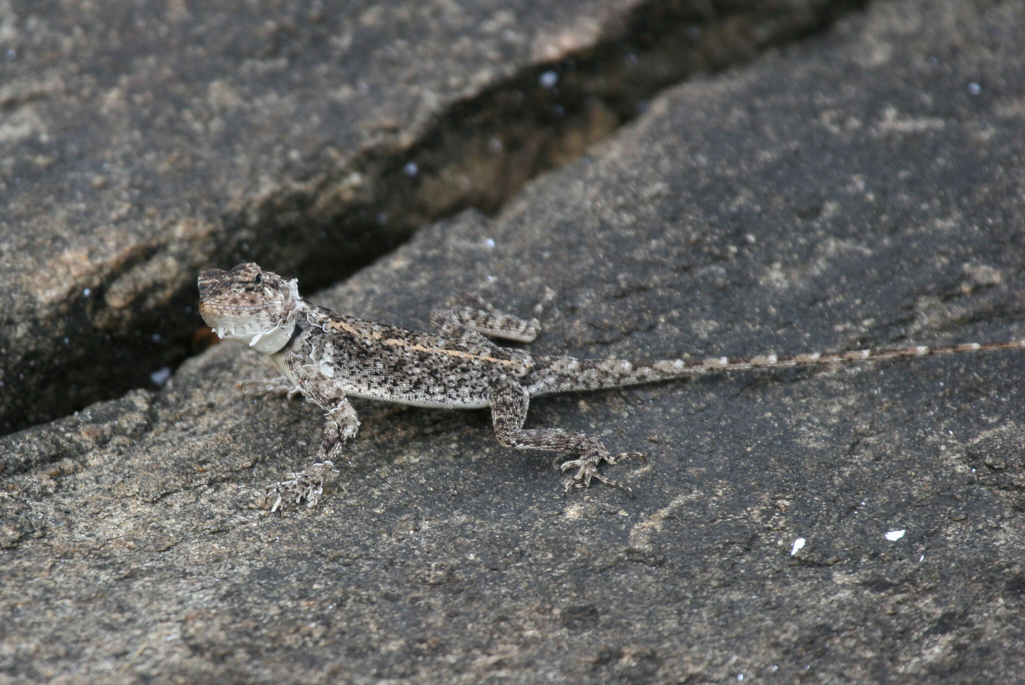 Image of Rock Dragon