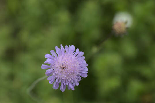 Слика од Knautia arvensis (L.) Coulter