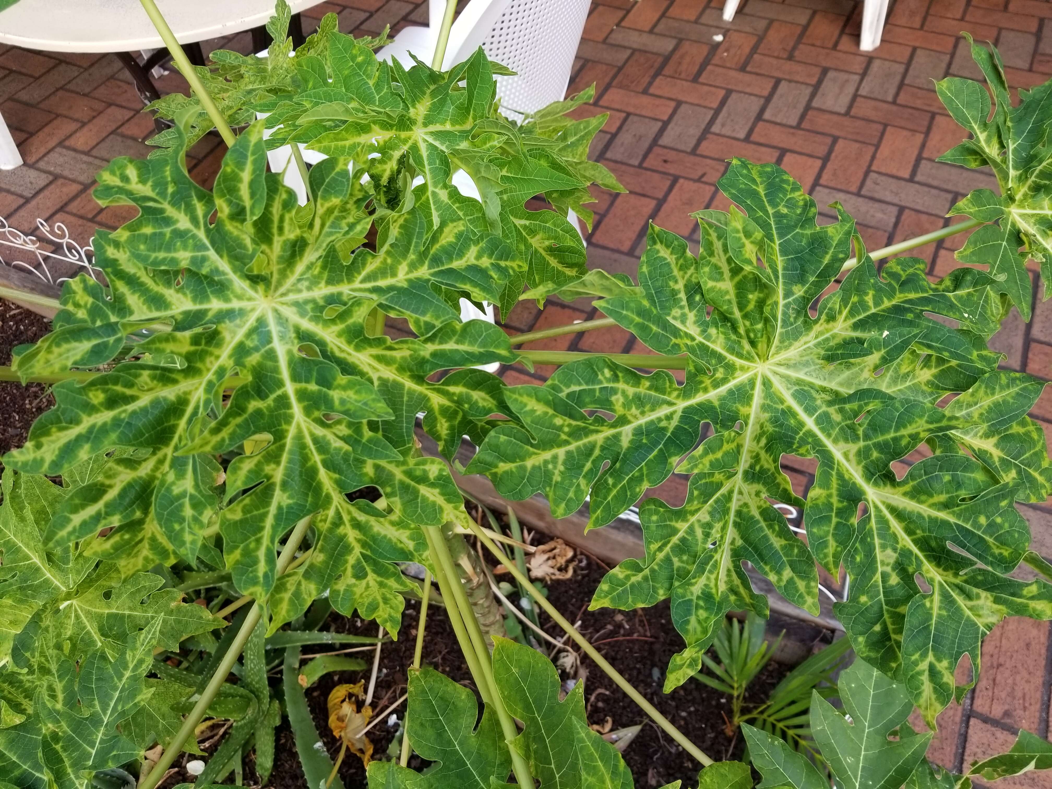 Image of Papaya ringspot virus