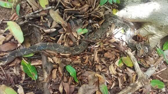 Image of Central American Boa