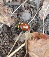 Image of Chrysolina polita