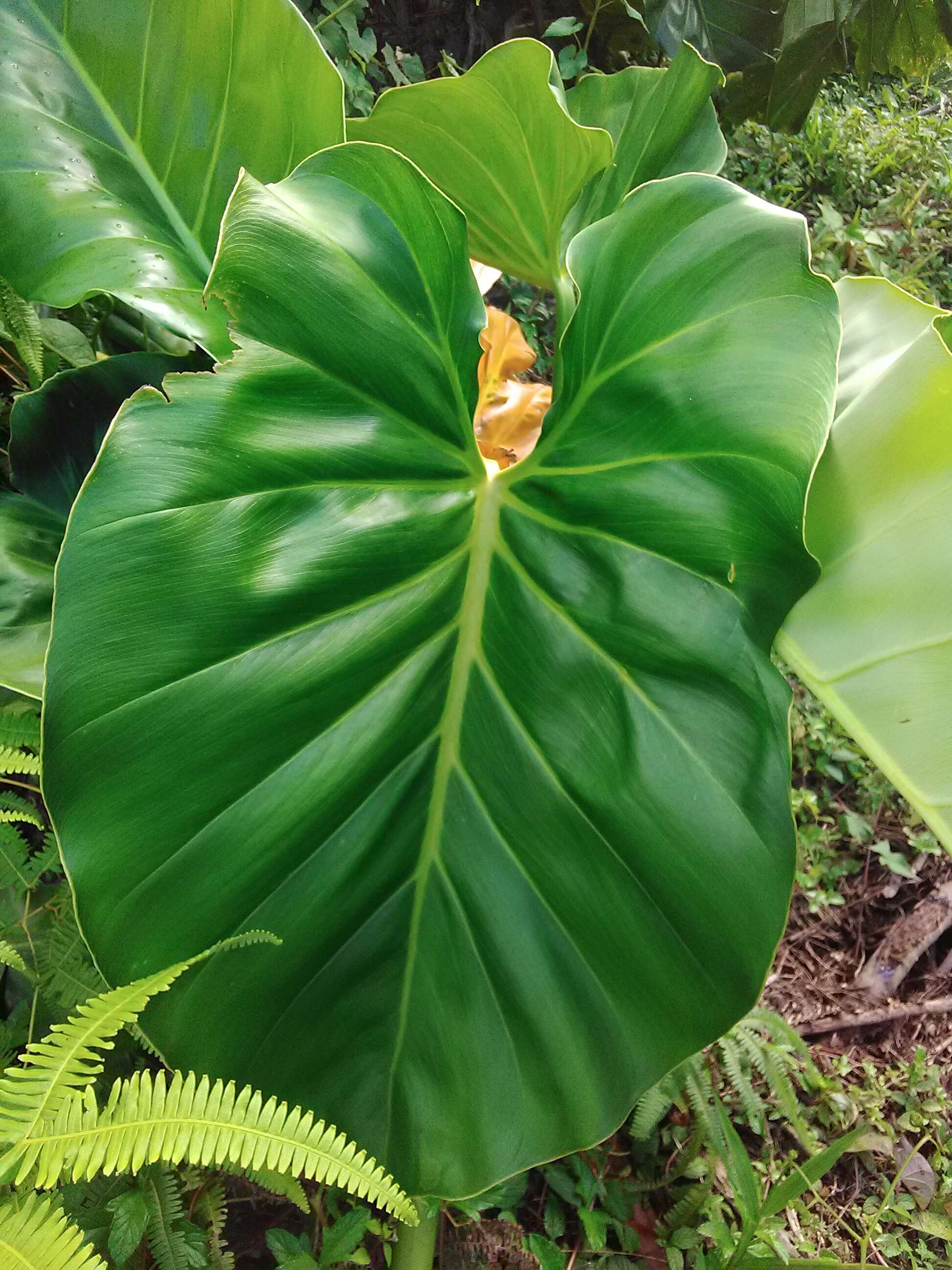 Image of giant philodendron