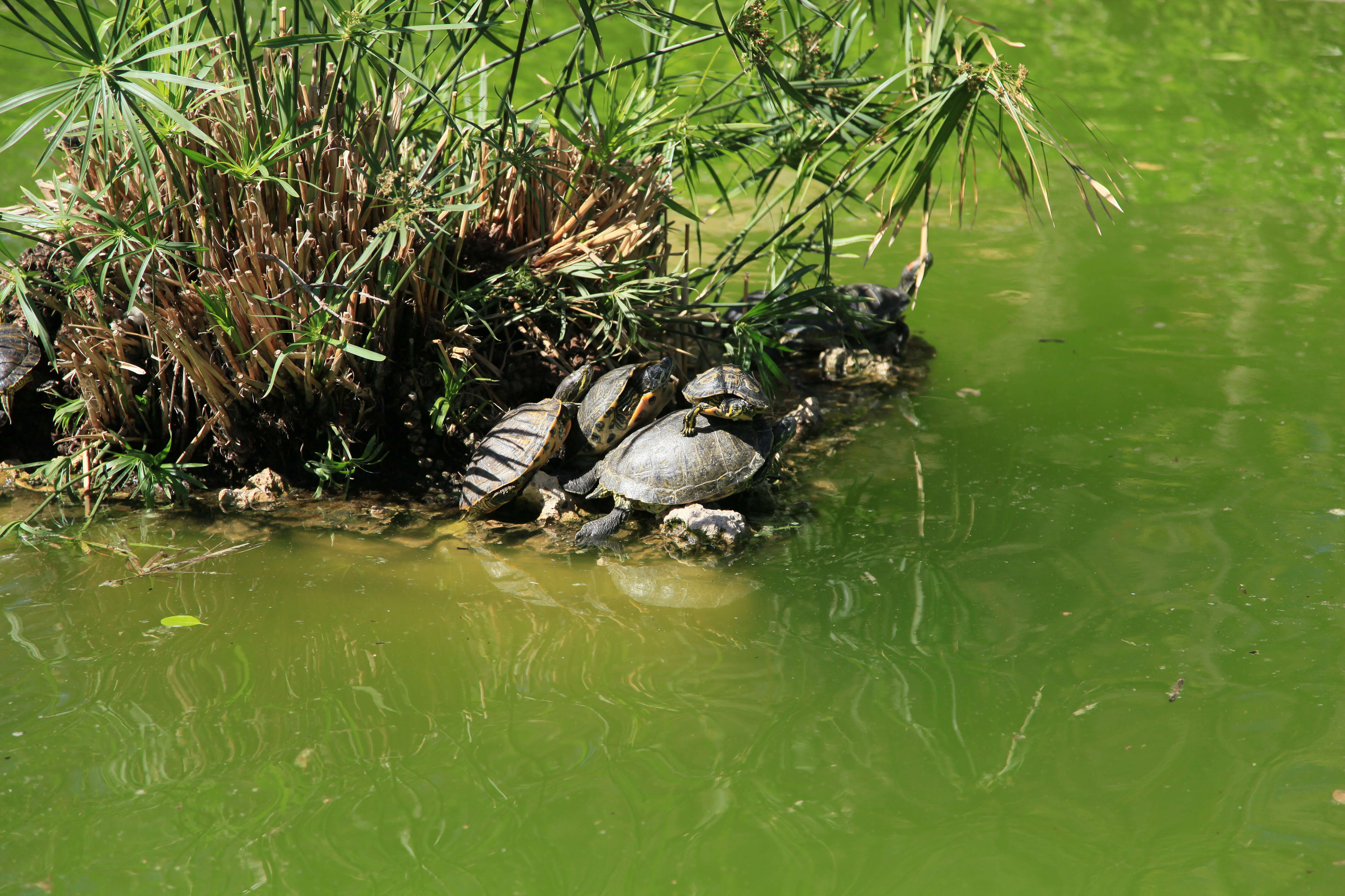 Image of slider turtle, red-eared terrapin, red-eared slider