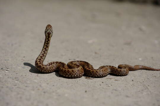 Image of Adder