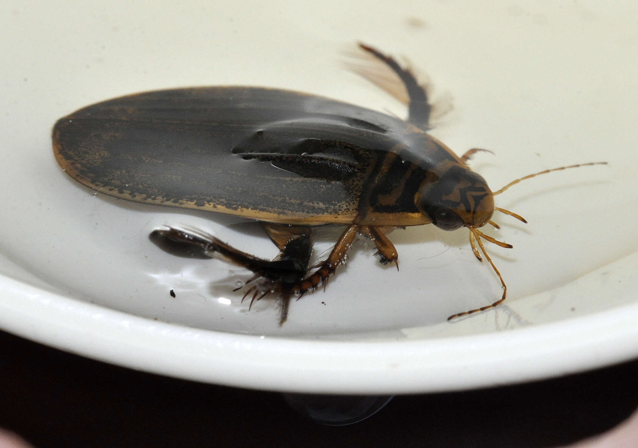 Image of Grooved Diving Beetle