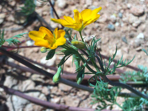 Image of Hypecoum procumbens L.