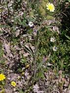 Image of Andryala integrifolia L.