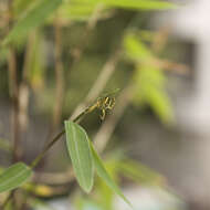 Image of Mangora acalypha (Walckenaer 1802)