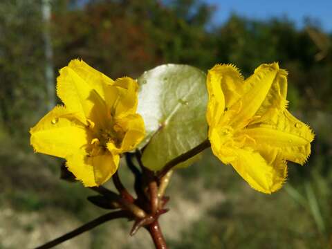 Image of yellow floatingheart