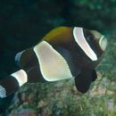 Image of Wide-band Anemonefish