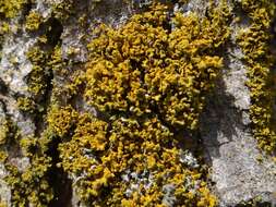 Image of lemon lichen