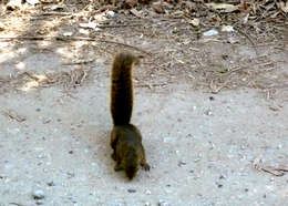 Image of Guianan Squirrel