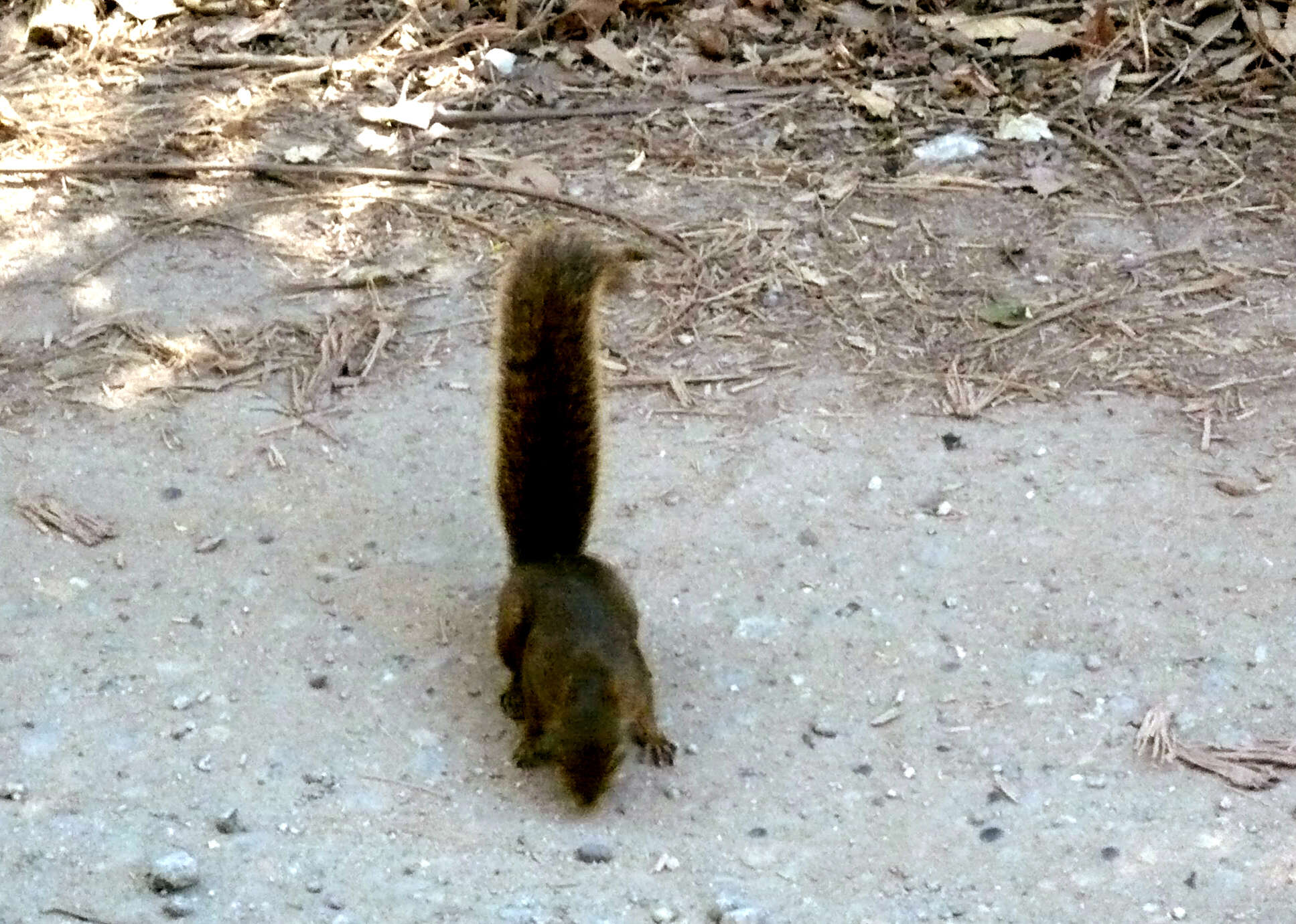 Image of Guianan Squirrel